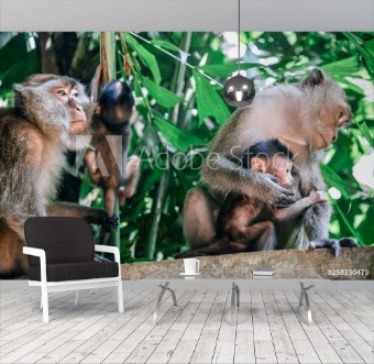 Picture of Monkeysat Railay Beach near Krabi Thailand 